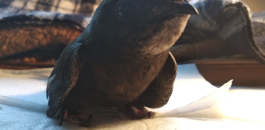 Как стрижи проявляют симпатию