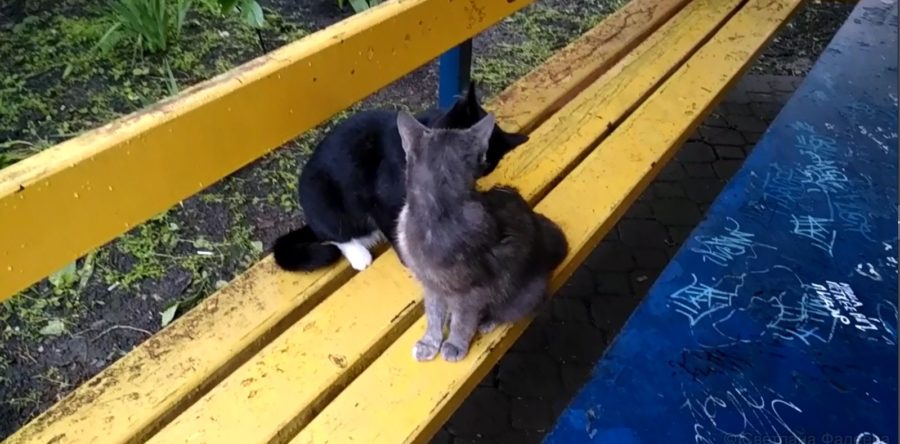 Настоящая кошачья любовь / True cat love / Un vrai amour des chats